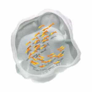 Yves Trucchi. Flaque Carpe Koï