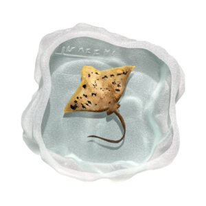 Yves Trucchi. Flaque Raie Manta