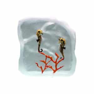 Yves Trucchi. Flaque Hippocampes & Corail