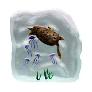 Yves Trucchi. Flaque Tortue & Méduses